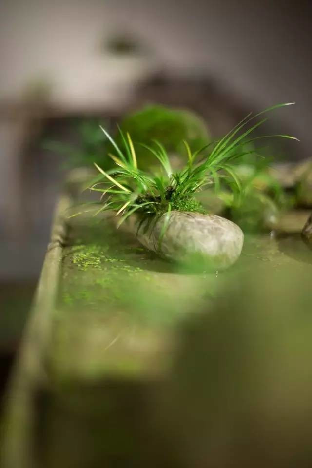 耐苦寒安淡泊古時(shí)“神草”菖蒲