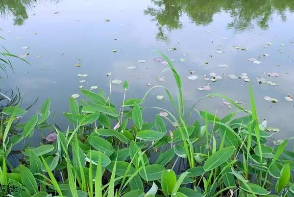 杭州西溪濕地不一樣的風(fēng)景