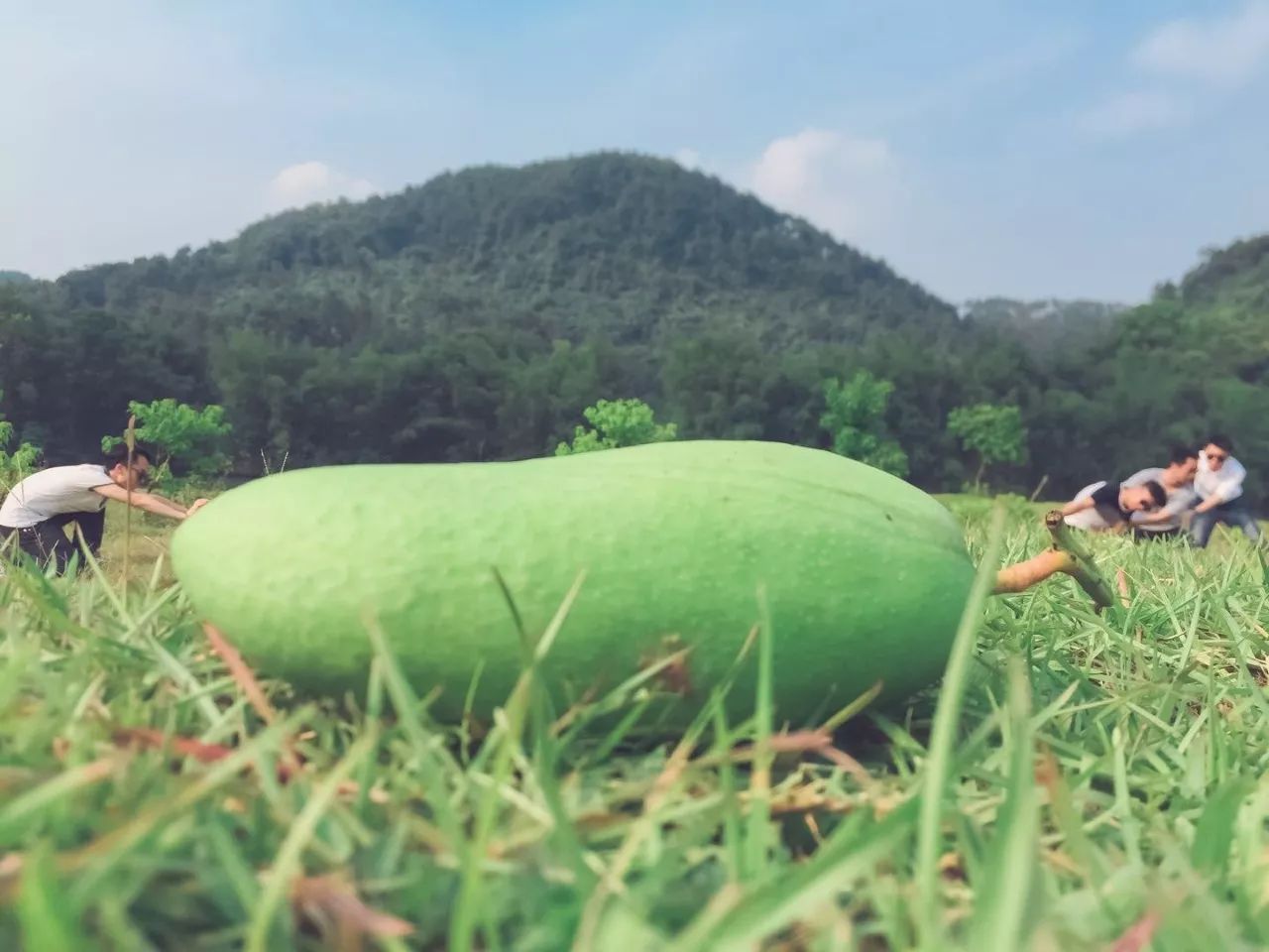 陽朔·芒果憶墅，用芒果記錄每一個(gè)美好瞬間