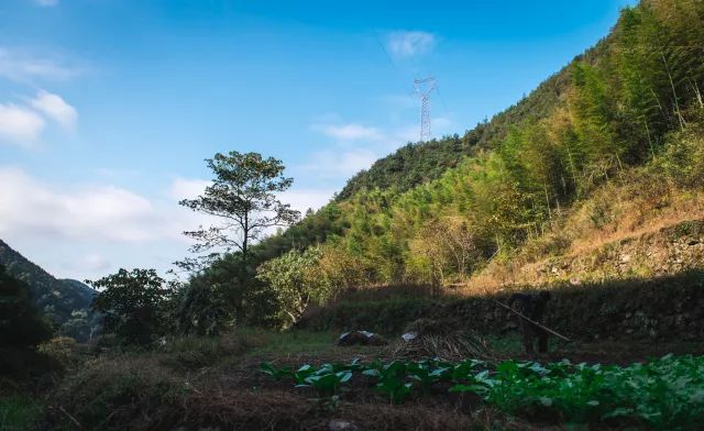 麗水·曼山居，依山而居便不知人間是何夕