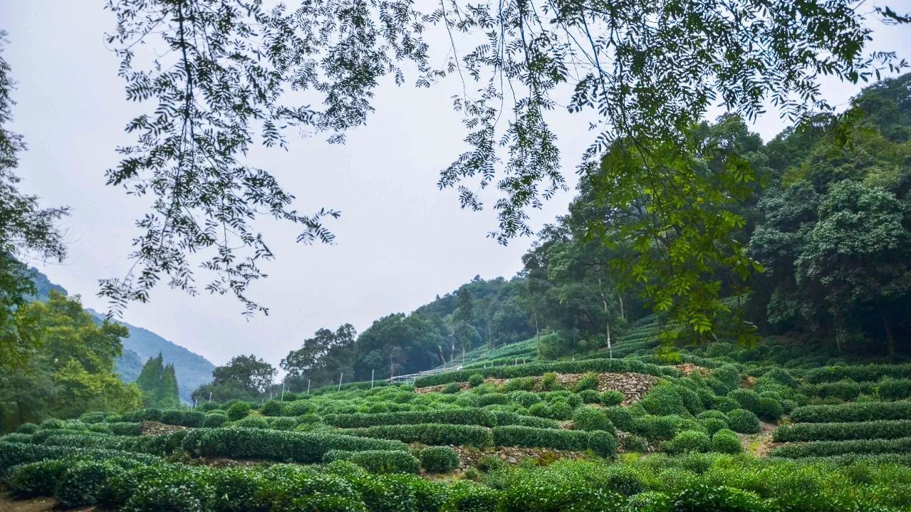 茶隱·喜在山舍，上有茶山下有九溪肆意虛度生活