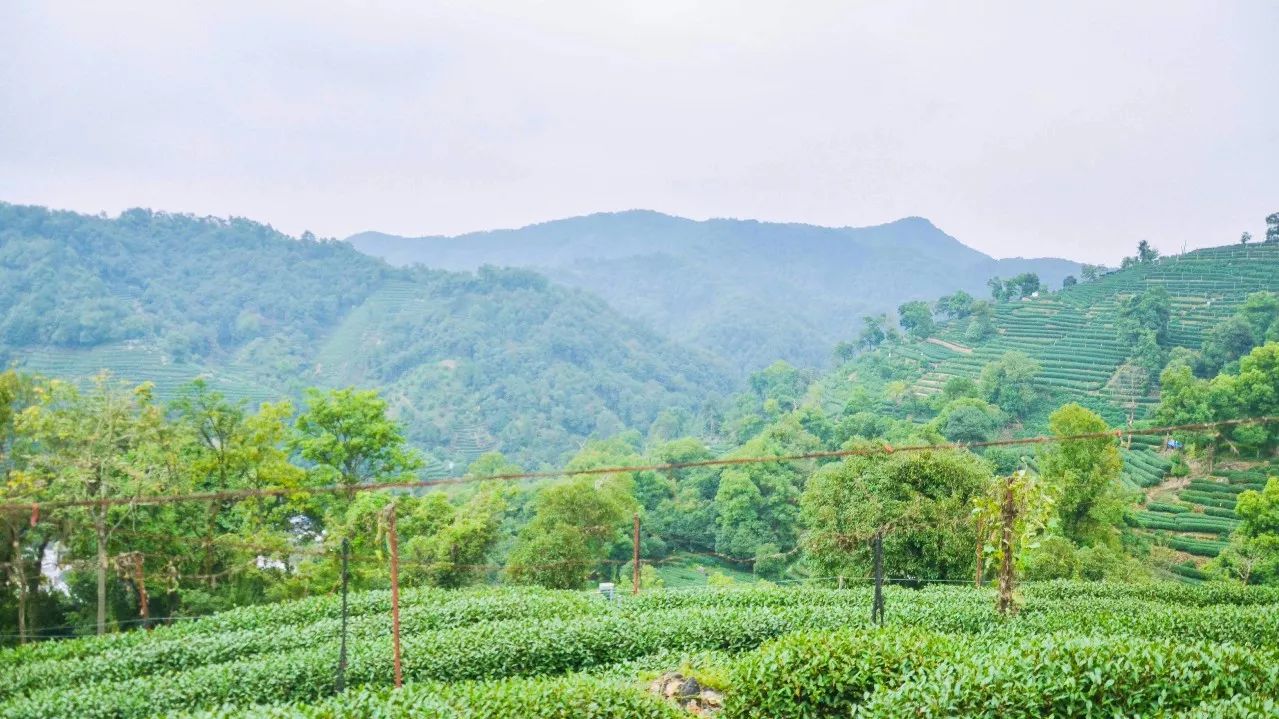 茶隱·喜在山舍，上有茶山下有九溪肆意虛度生活