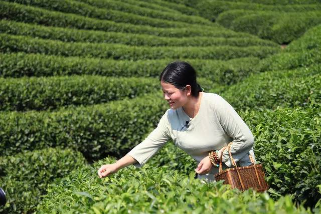 茗墅茶莊園，西湖以外的西湖