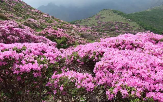 珀洱半坡，在竹海樹林之間盡享山間好風(fēng)光