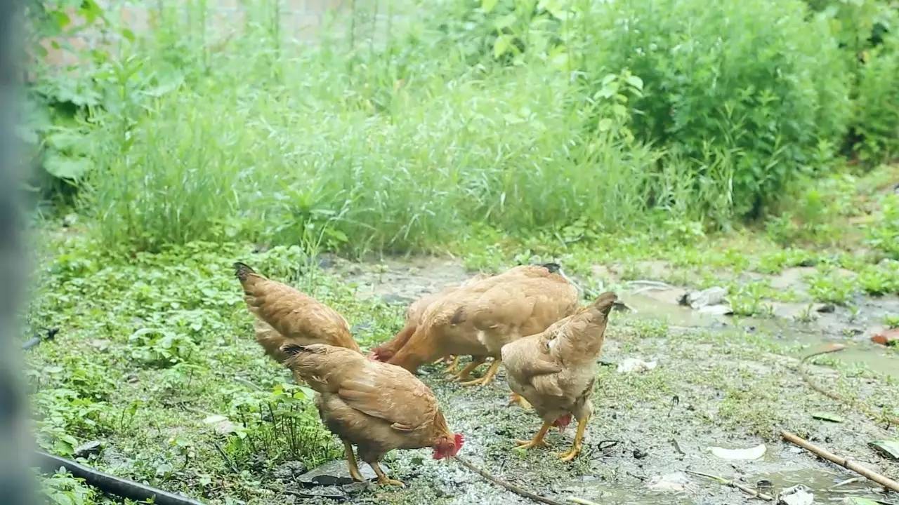 鳴林民宿，穿越千山萬水魂牽夢索的只有家鄉(xiāng)