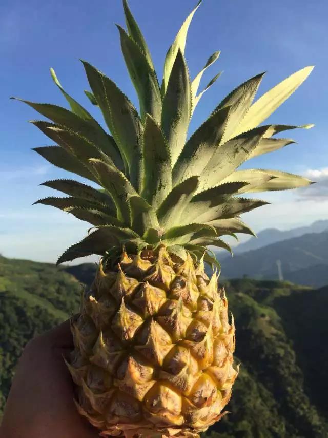 云南香水小菠蘿：酸甜多汁脆嫩爽口