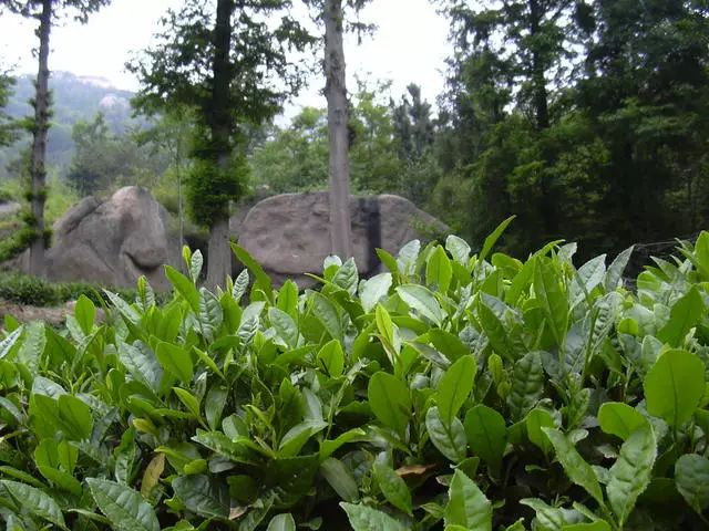 曉陽春茶，尋找茶道融于茶水中的美好生活