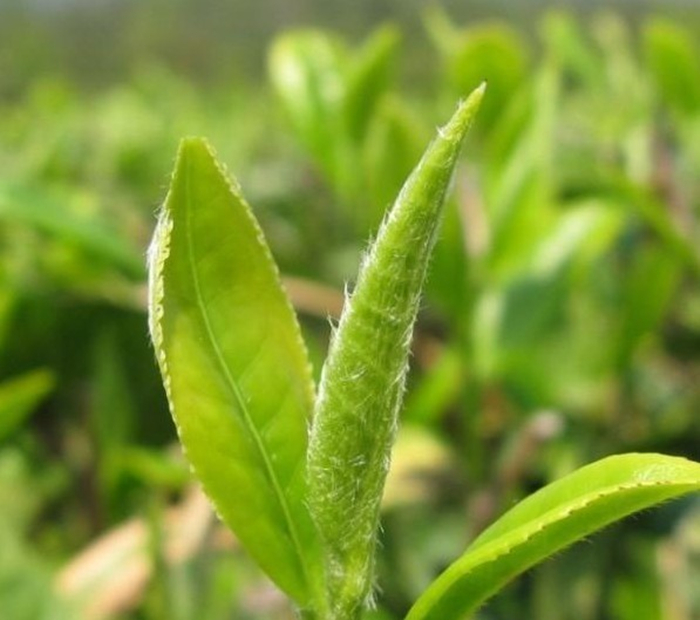 中國十大名茶之洞庭碧螺春