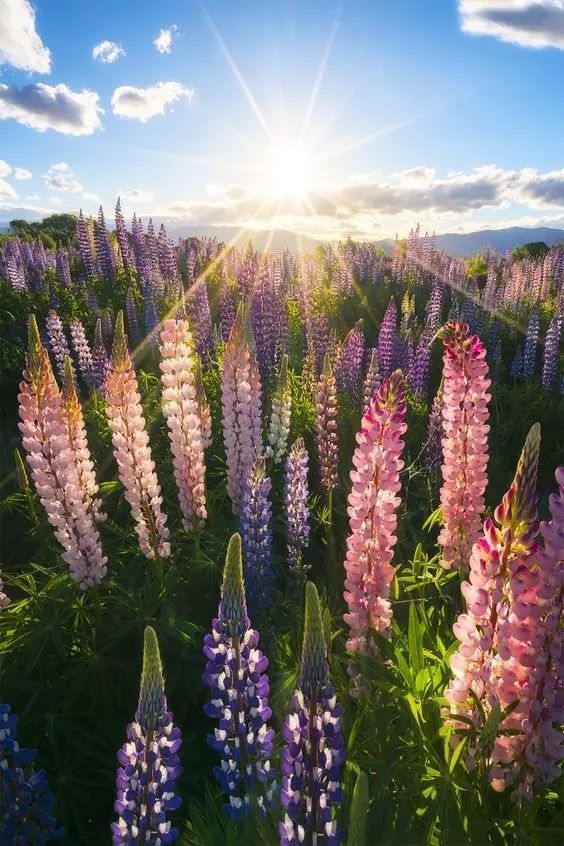 最美風(fēng)景《魯冰花》，送給母親的花！