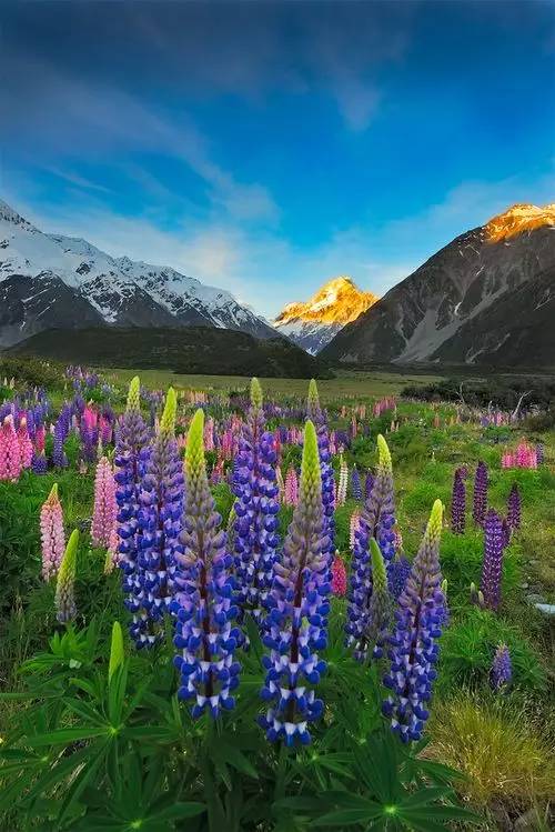 最美風(fēng)景《魯冰花》，送給母親的花！