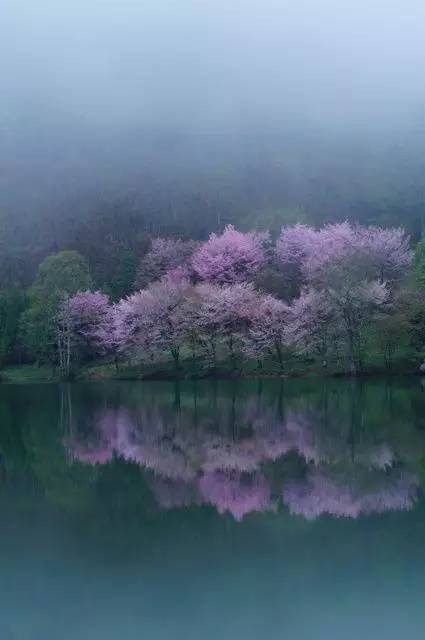 唯美風(fēng)景圖片：生命是一樹花開