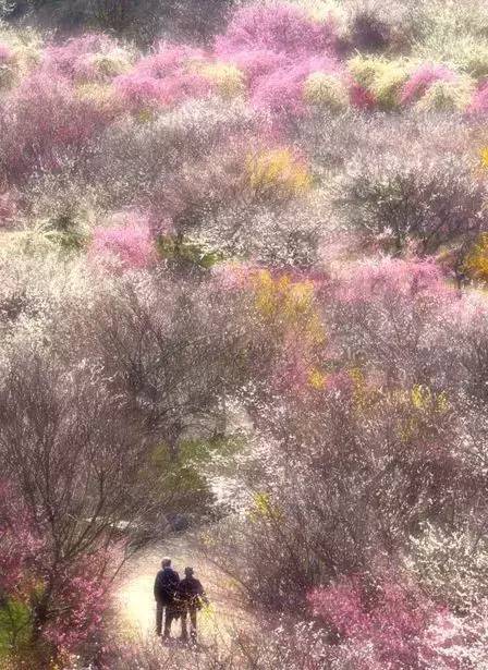 唯美風(fēng)景圖片：生命是一樹花開