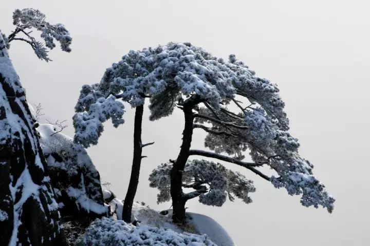 雪后黃山風景宛如人間仙境，舞一曲雪中霓裳羽