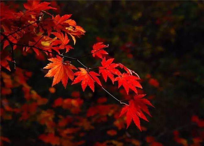 紅葉似火意似情，楓葉夜色攝影欣賞