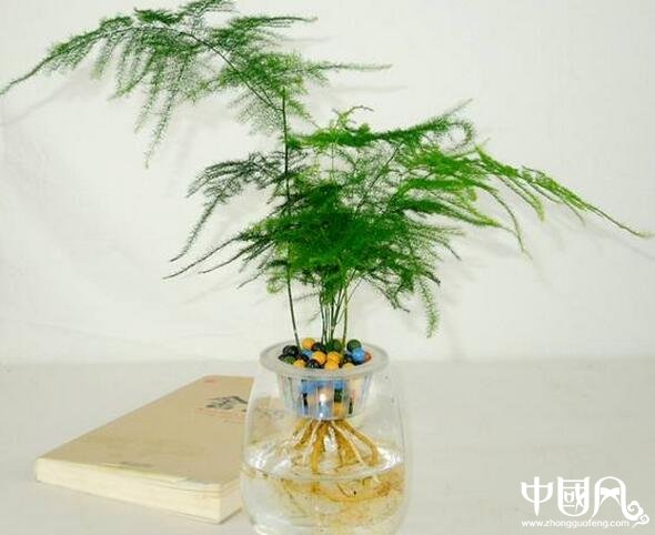 家居中的植物風(fēng)水注意事項(xiàng)