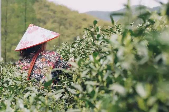 莫干山悠然九希，面朝竹海背向茶山的避暑圣地